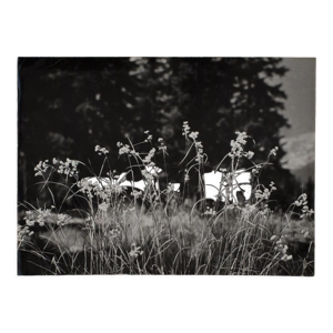 Photographie argentique Bernard