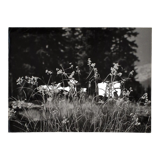 Film photography Bernard Darot Grasses Flowers XXth
