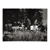 Film photography Bernard Darot Grasses Flowers XXth