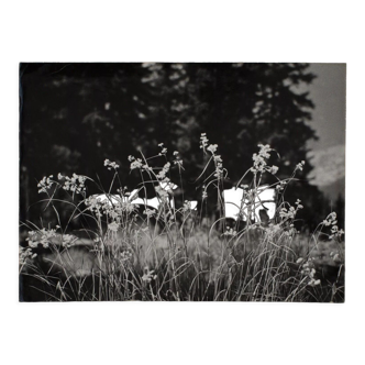 Photographie argentique Bernard Darot Graminées Fleurs XXe