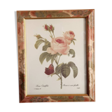 Table lithograph PJ Redouté Rosier 100 leaves 117