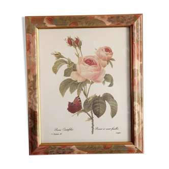 Table lithograph PJ Redouté Rosier 100 leaves 117