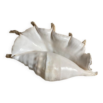 Grand coquillage Lambis à 7 doigts