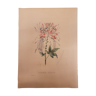 Cleome spinosa botanical board, lithographed and coloured, sertum botanicum volume 4, 1832