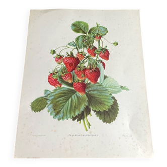 Botanical poster, Fragaria Grandiflora
