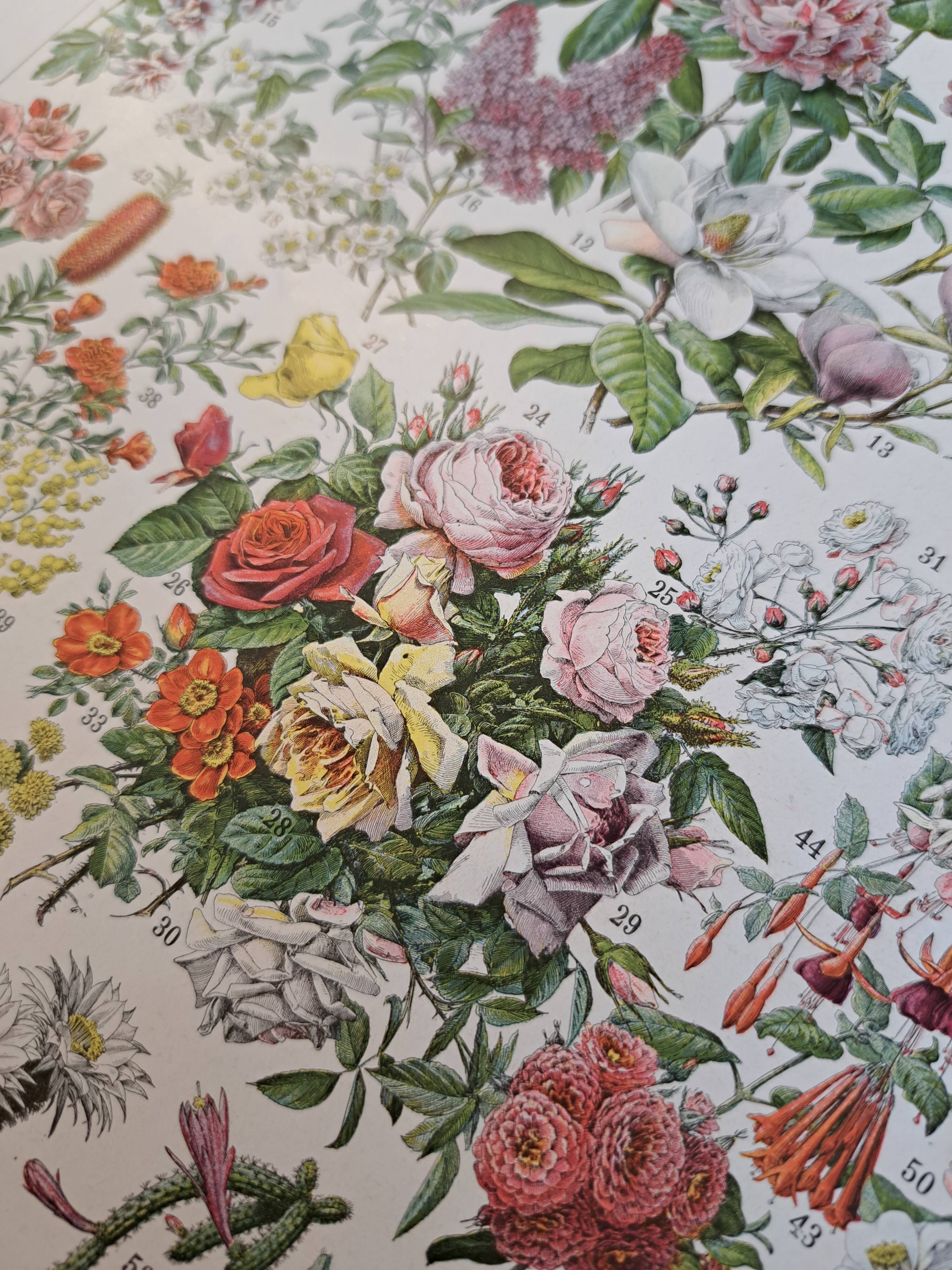 Ancienne planche botanique « Fleurs – Arbres et arbisseaux » – 1930