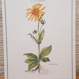 Planche botanique Arnica