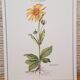 Planche botanique Arnica