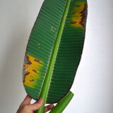 Polynesian wooden top