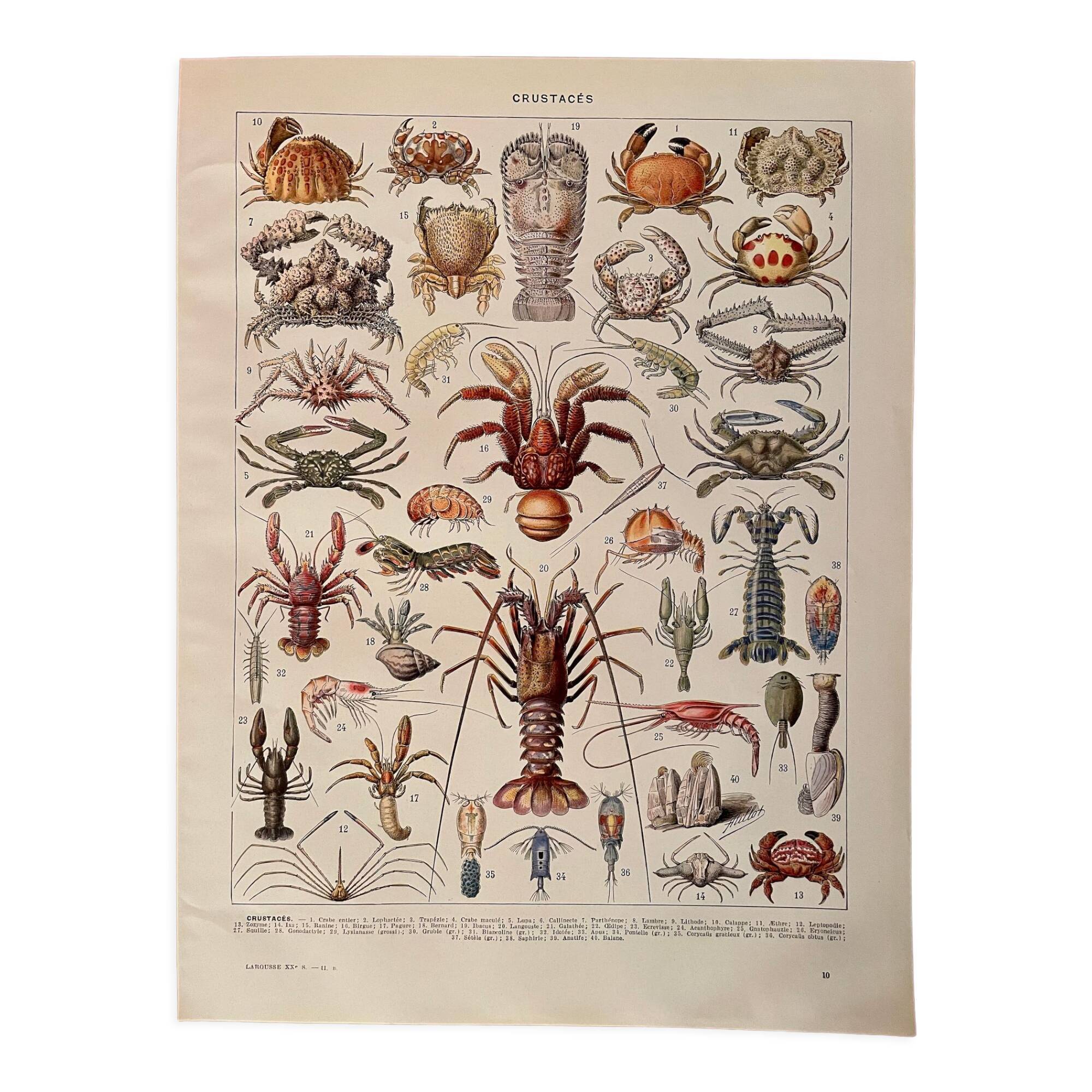 Lithograph on crustaceans - 1930