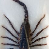 Scorpion naturalisé sous verre