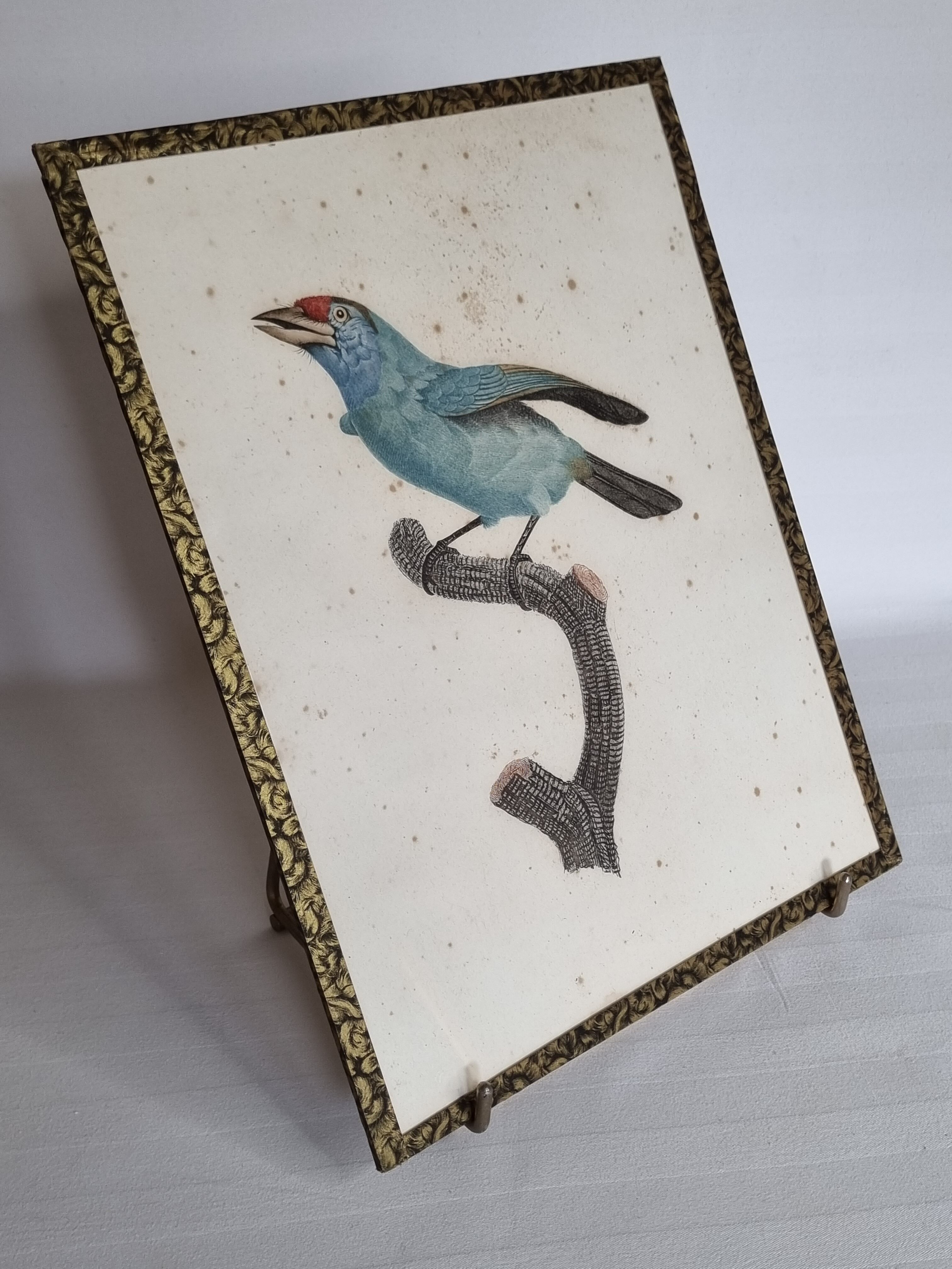 Original engraving of the early nineteenth century, Bearded with blue throat after Jacques Barraband (1806)