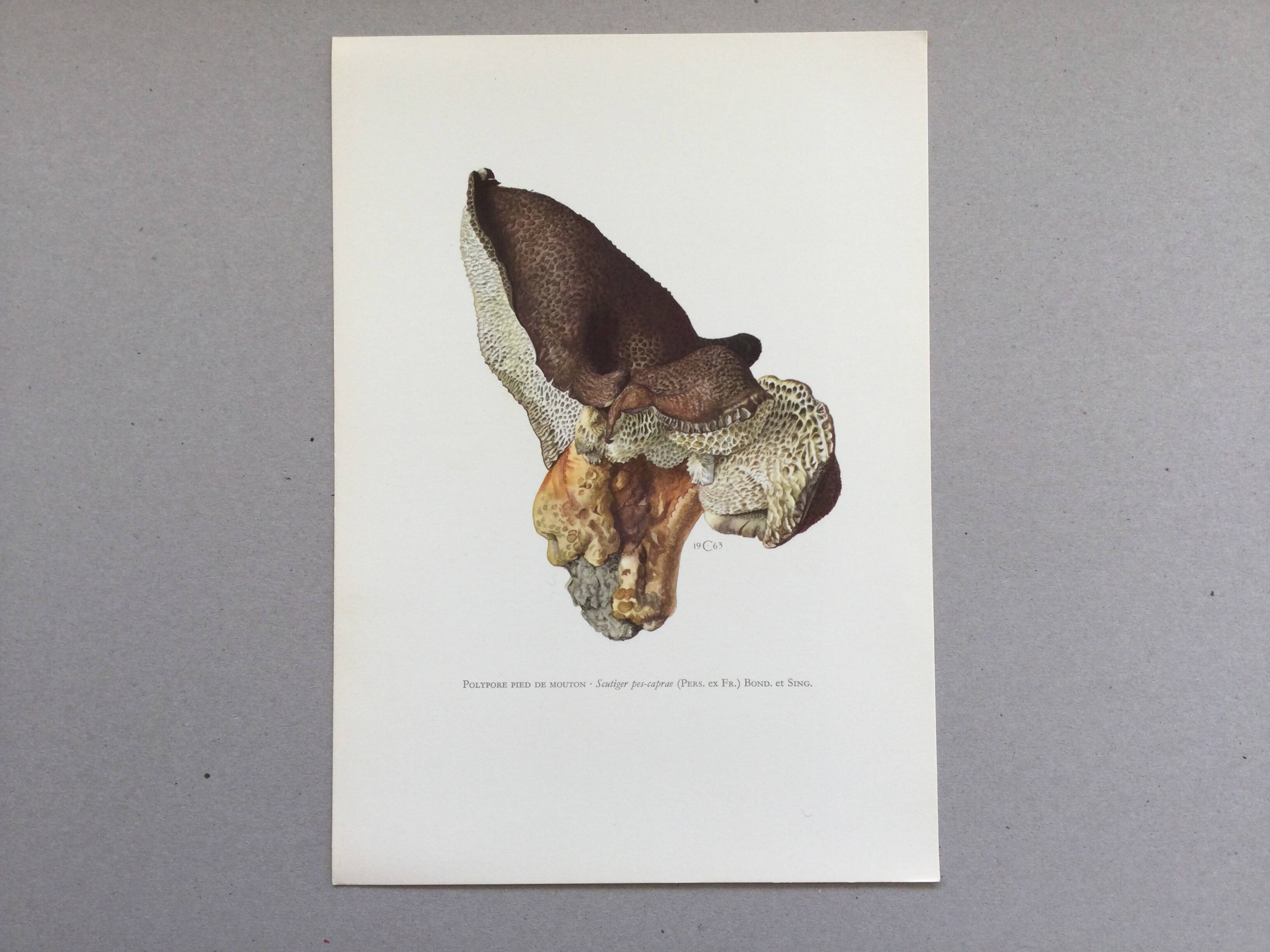 Botanical Illustration Polypore Mushroom Vintage Print 60s