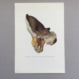 Botanical Illustration Polypore Mushroom Vintage Print 60s