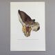 Botanical Illustration Polypore Mushroom Vintage Print 60s