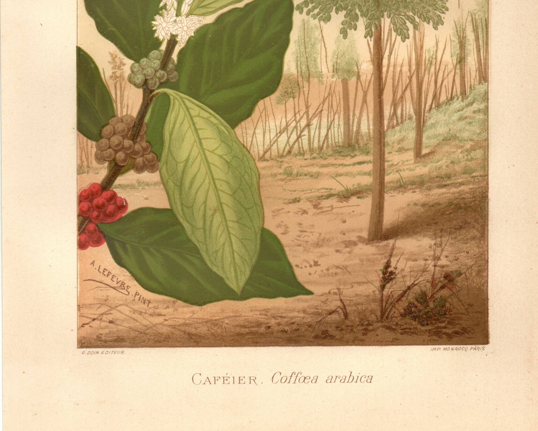 Antique engraving 1889 - Coffee tree - Coffee plant - Botanical lithograph