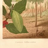 Antique engraving 1889 - Coffee tree - Coffee plant - Botanical lithograph