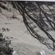 Anonymous silver photo africa beach sea circa 1970