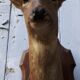 Deer hunting trophy