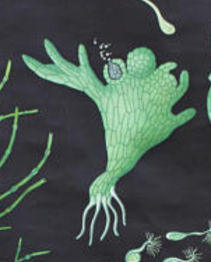 Jung-Koch-Quentell School Wall Poster, Haarmoos 1959 Horsetail