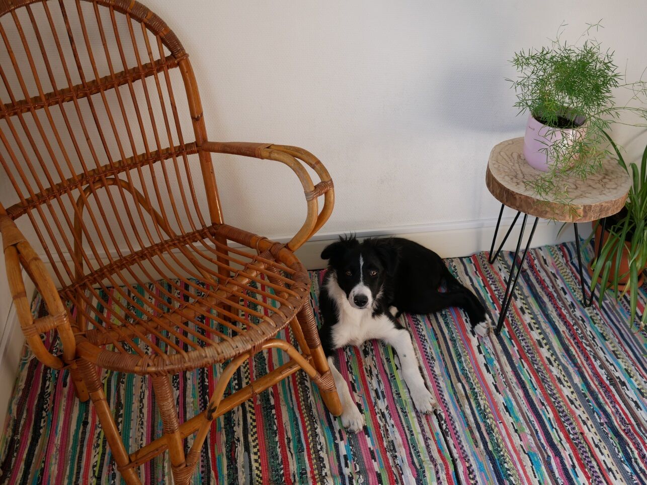 Armchair in rattan of the 1960s