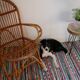 Armchair in rattan of the 1960s