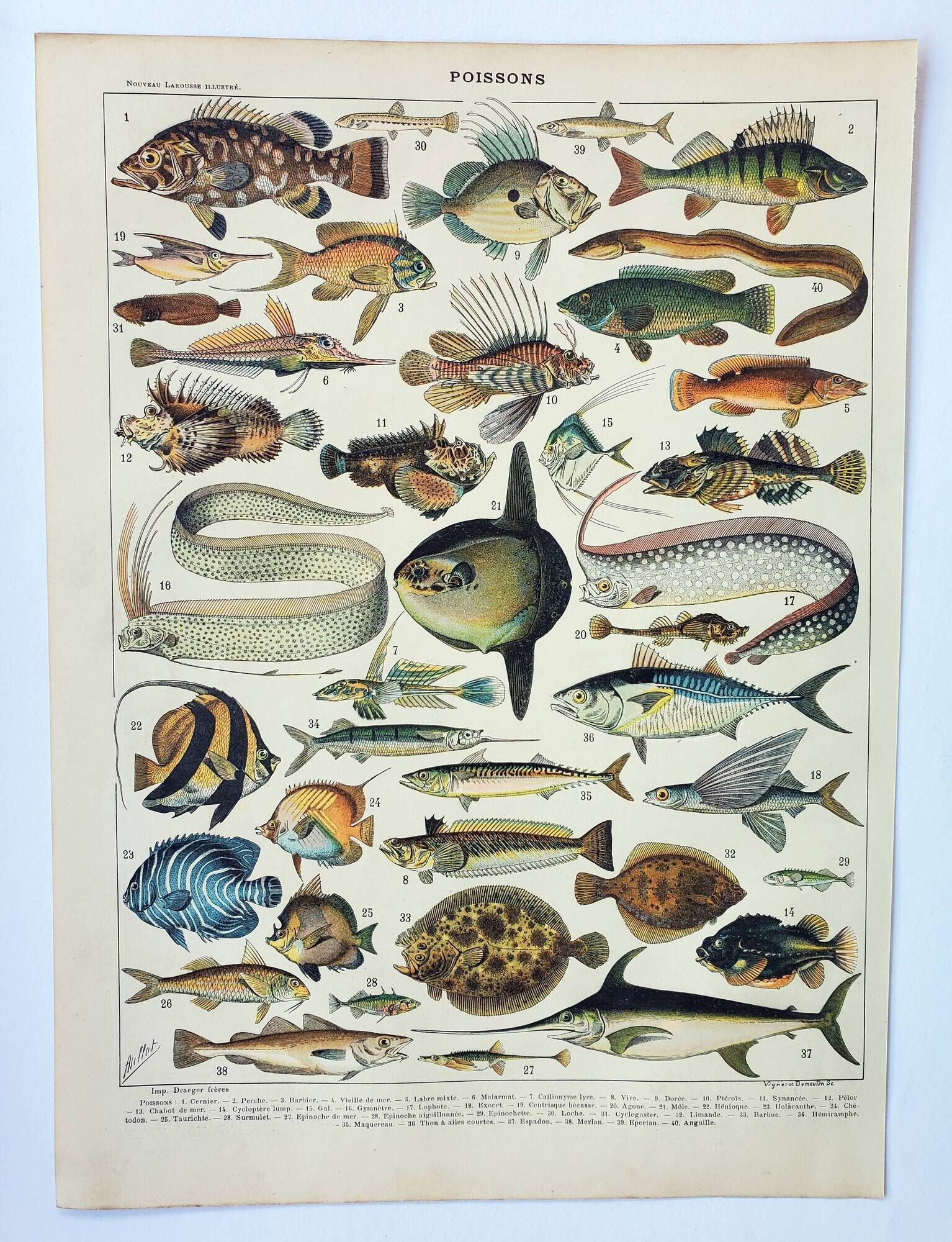 Old engraving 1898, Fish 1, marine animals • Lithograph, Original plate