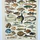 Old engraving 1898, Fish 1, marine animals • Lithograph, Original plate