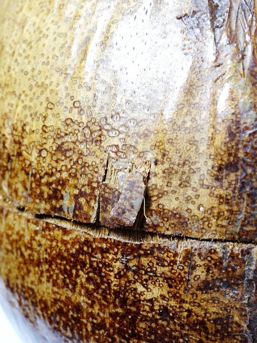 Large box/ice bucket curiosity Naturalised African Coconut vintage