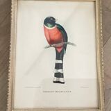 Bird lithographs