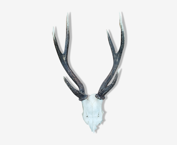 Bois de cerf