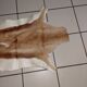 Used natural African animal skin rug (70x100cm)