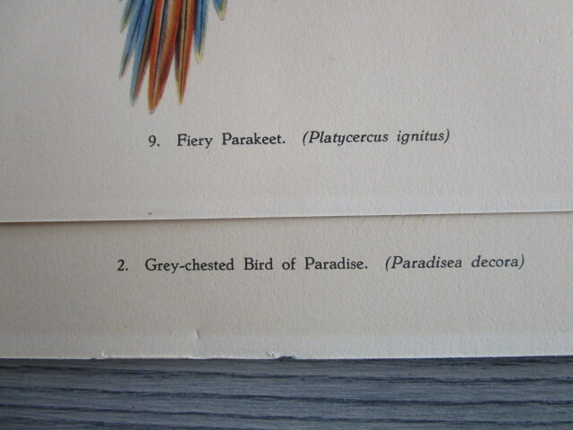 Pair of engravings of birds to frame