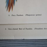 Pair of engravings of birds to frame