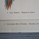 Paire de gravures d'oiseaux à encadrer