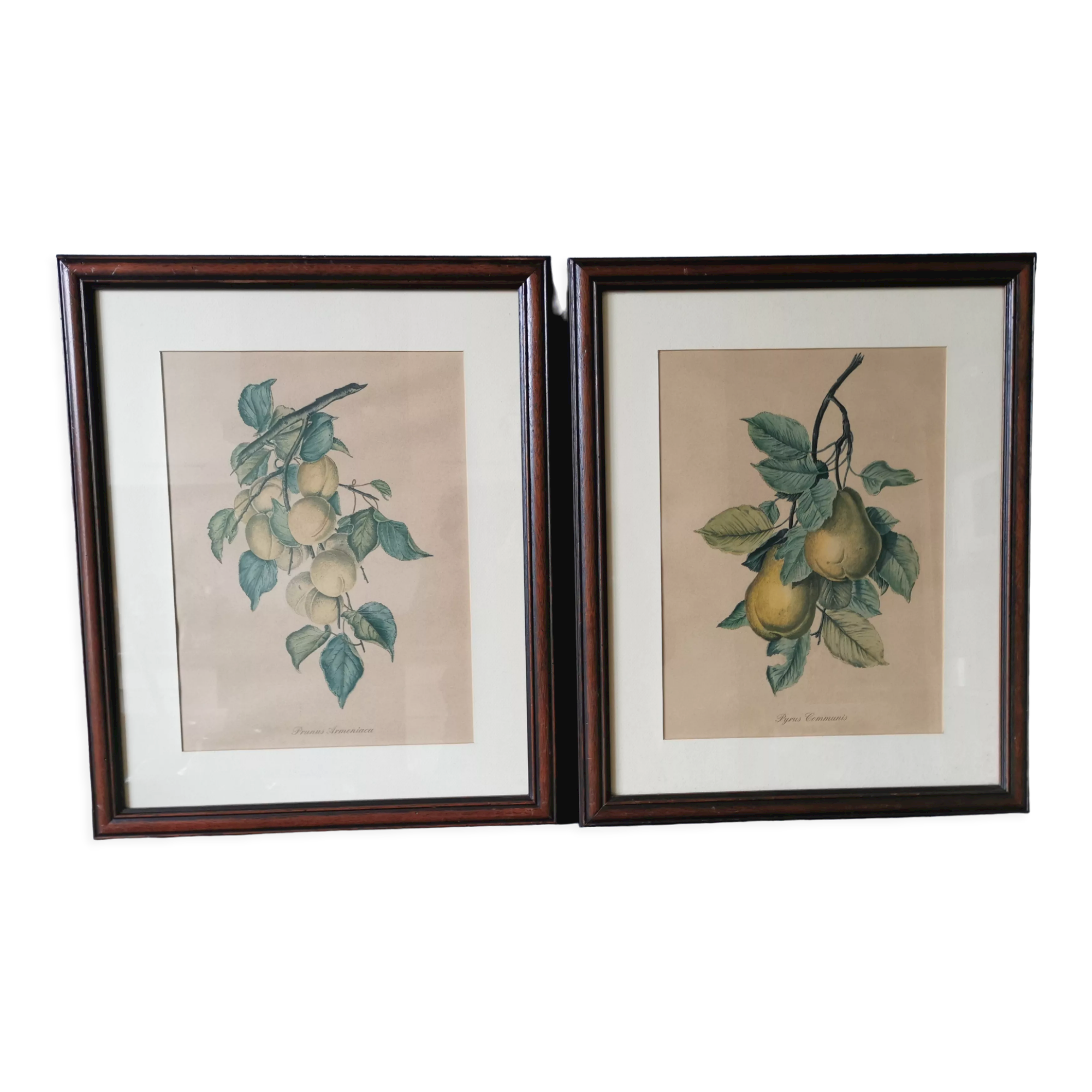 2 tableaux reproduction poires et prunes