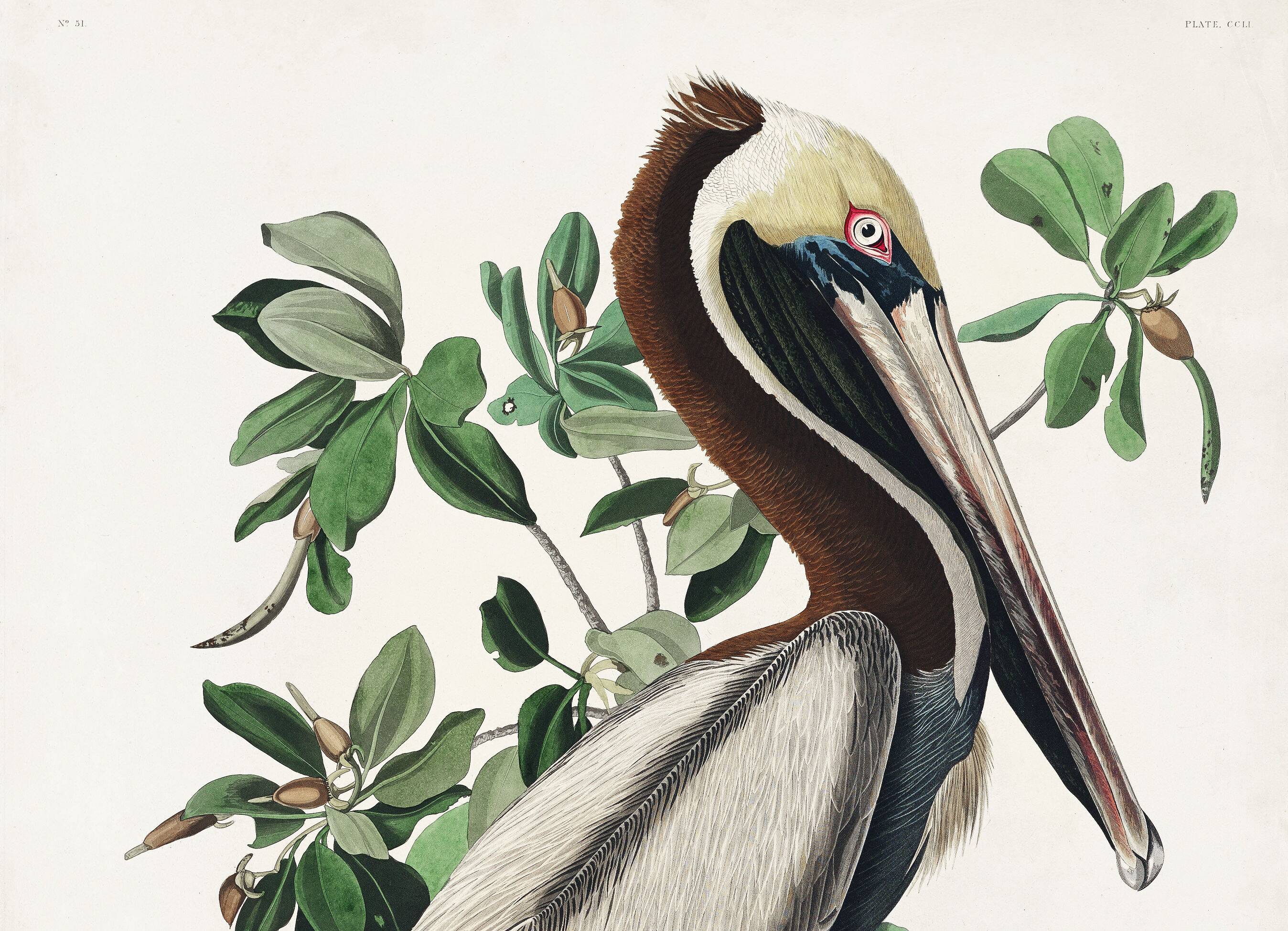Poster about the Brown Pelican, based on an old engraving from 1827.