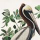 Poster about the Brown Pelican, based on an old engraving from 1827.