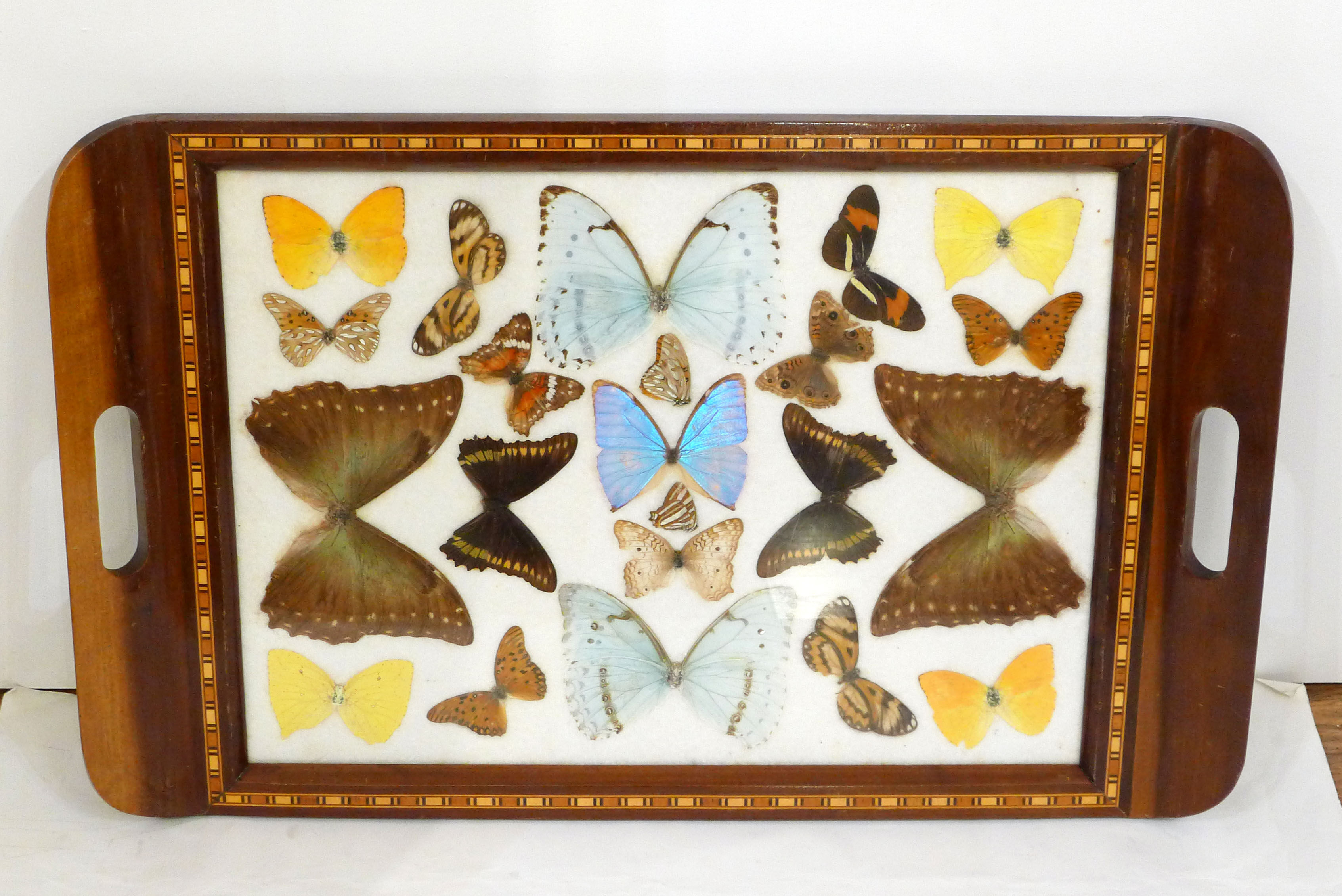 Butterfly tray
