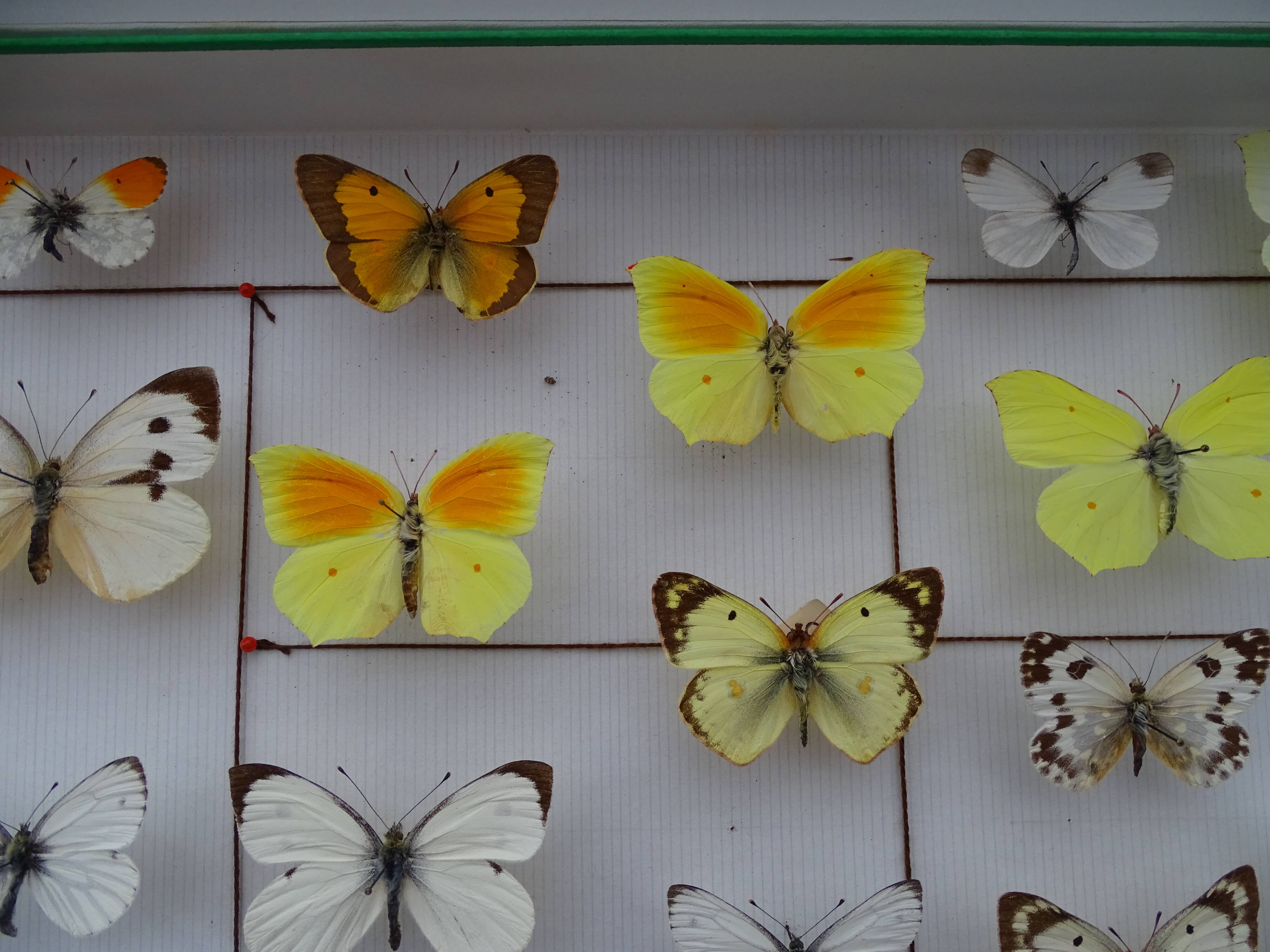 25 ancient stuffed butterflies under frame era 1930