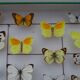 25 ancient stuffed butterflies under frame era 1930