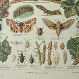 Old engraving 1922, Vine, enemies, insects, grapes, harvest • Lithograph, original illustration