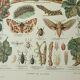 Gravure ancienne 1922, Vigne, ennemis, insectes, raisin, vendange • Lithographie, illustration origi