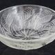 Cups "chestnut leaves" in Lalique glass, excellent condition, signed.