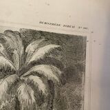 Carte illustrée ancienne colonies françaises La Martinique