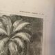 Old illustrated map of French colonies Martinique.