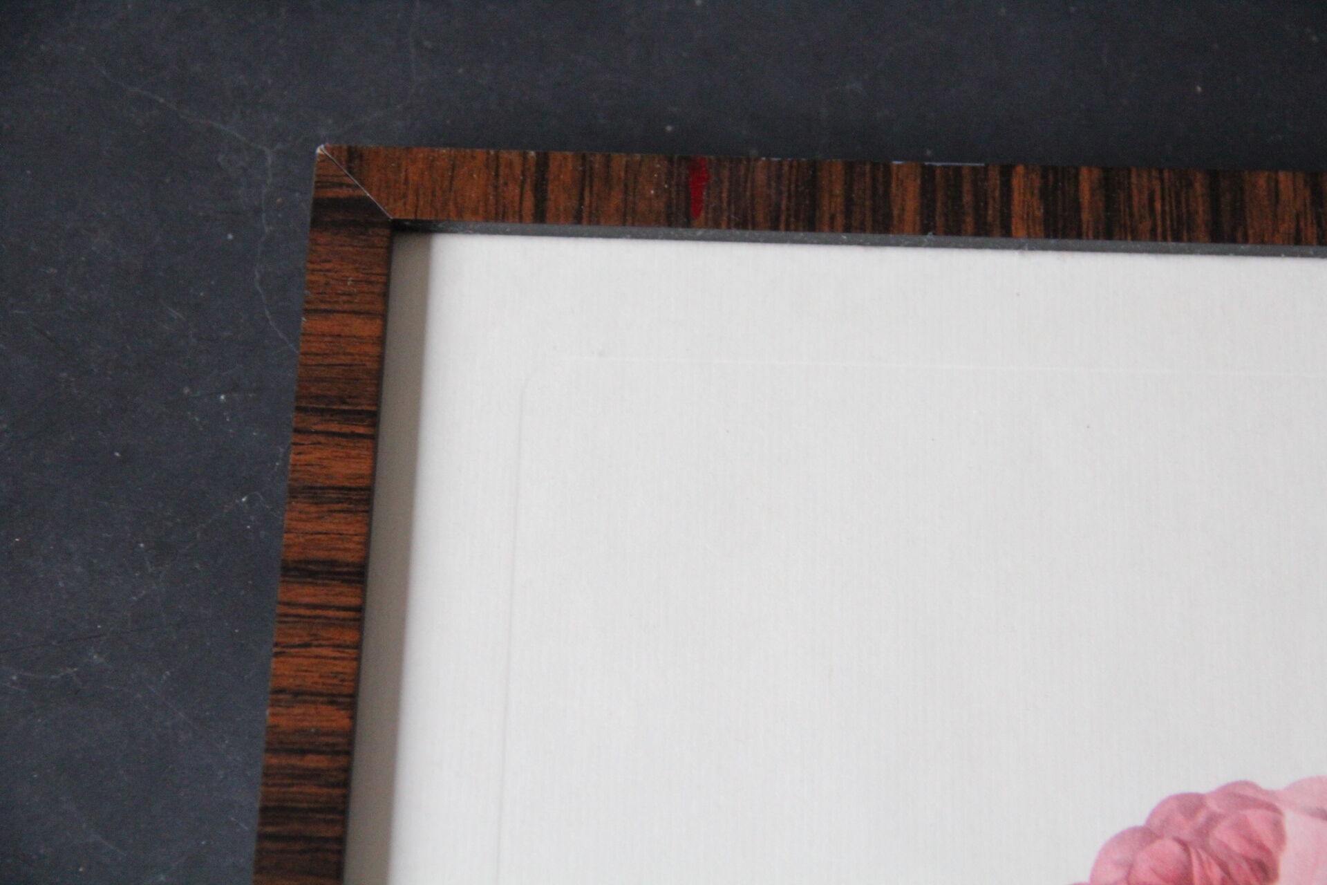 Framed engraving by PJ Redouté