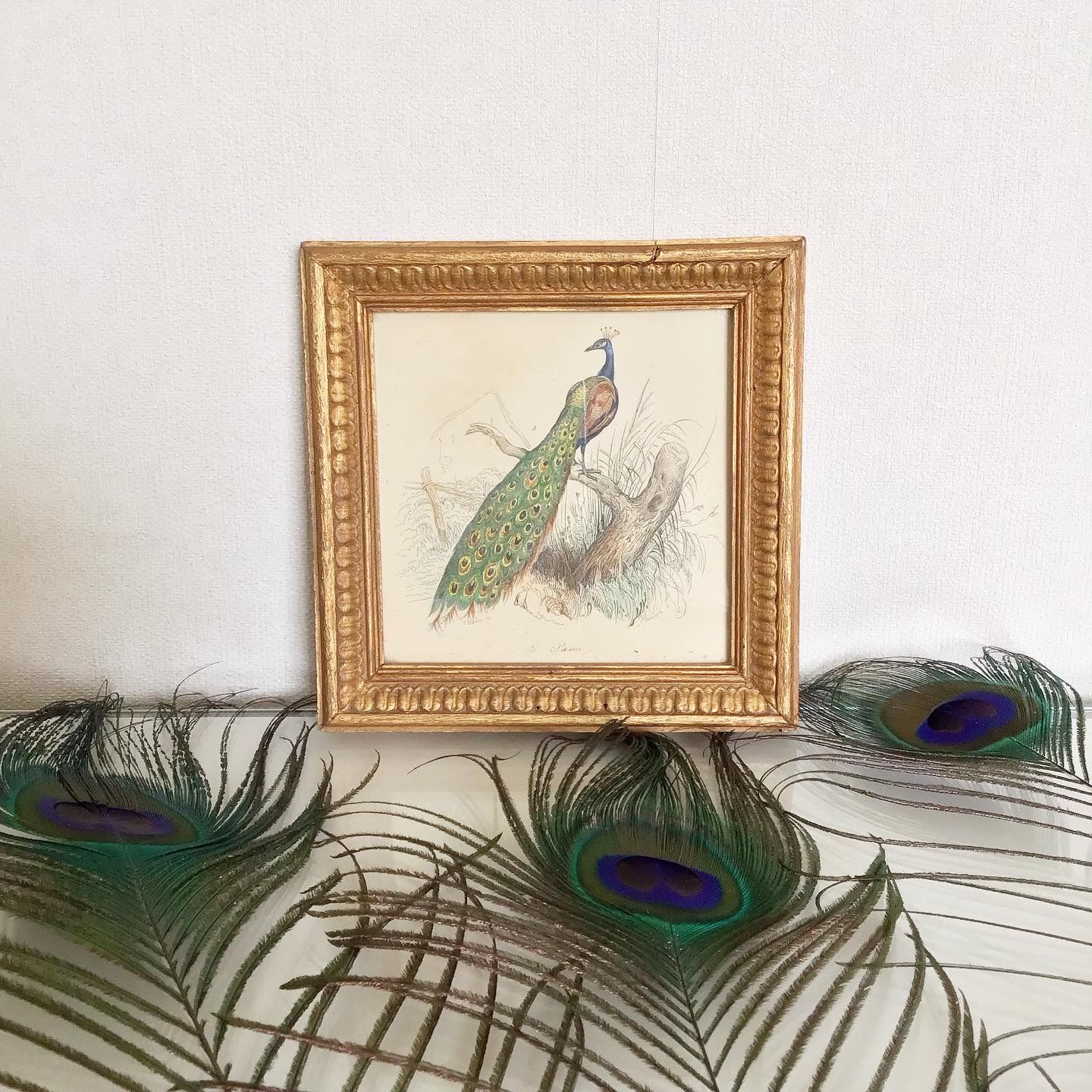 Vintage peacock lithography frame