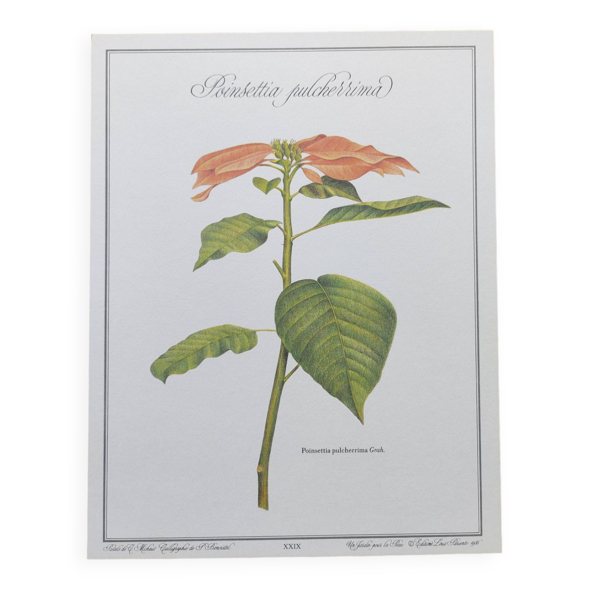 Botanical engraving -Poinsettia Pulcherriima- Illustration of medicinal plants and herbs