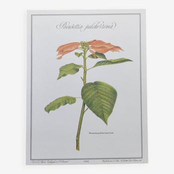 Gravure botanique -Poinsettia Pulcherriima- Illustration de plantes médicinales et herbes